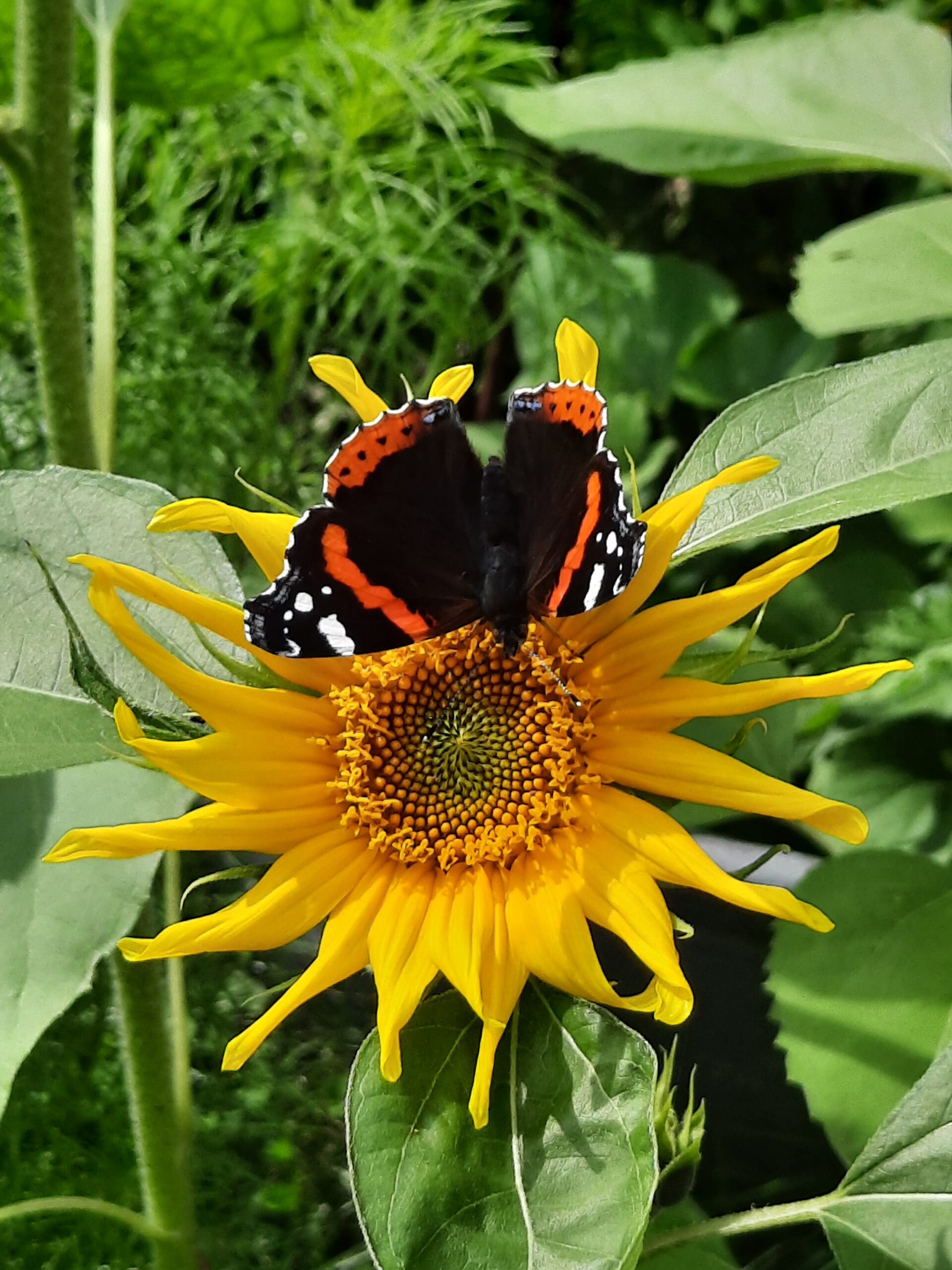 Sonnenblume mit Schmetterling